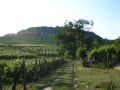 Weingarten - Somlo Berg