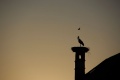 Gegenlichtaufnahme eines Storchs auf Schornstein